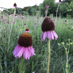 Echinacea atrorubens