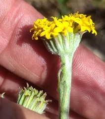 Chaenactis glabriuscula glabriuscula