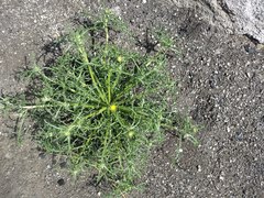 Chaenactis glabriuscula glabriuscula