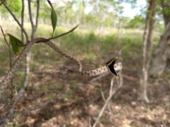 Oxybelis potosiensis