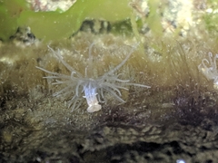 Bunodeopsis