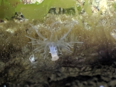 Bunodeopsis
