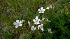 Geranium rivulare