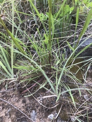 Erigeron dolomiticola