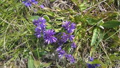 Polygala alpestris