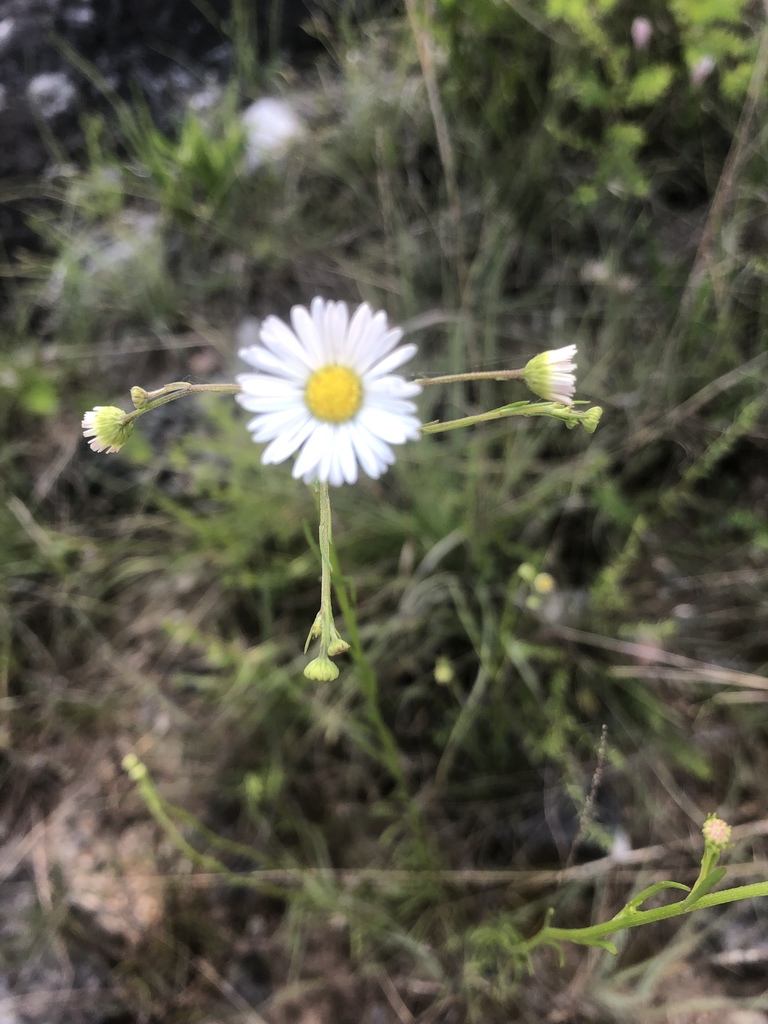 Cahaba daisy fleabane