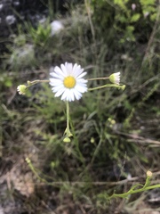 Erigeron dolomiticola