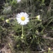 Erigeron dolomiticola - Photo (c) Brian Keener, some rights reserved (CC BY-NC), uploaded by Brian Keener