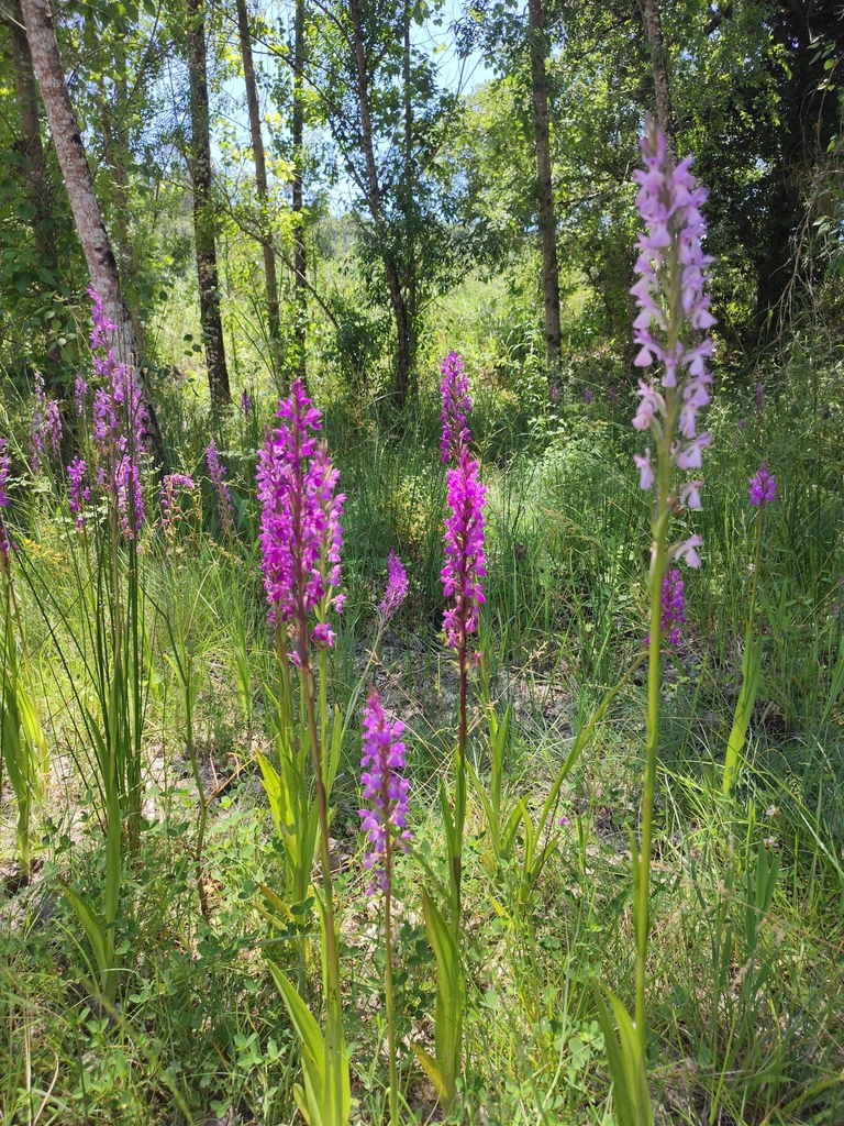 Dactylorhiza elata (Poir.) Soó 3