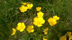 Ranunculus montanus