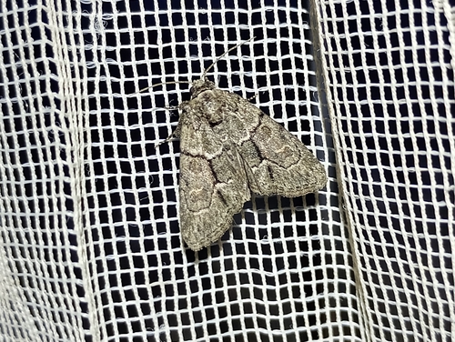 Bryophile frauduleuse