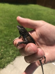 Sceloporus undulatus