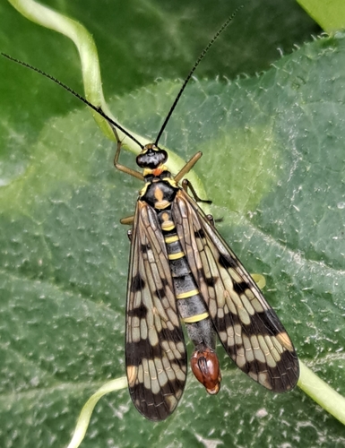 Panorpa vulgaris