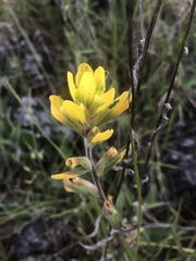 Castilleja kraliana