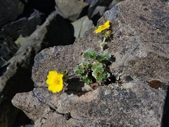 Potentilla villosa
