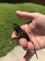 Sceloporus undulatus