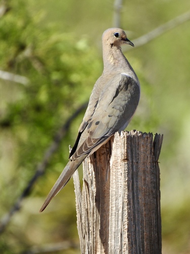 Mourning Dove photographed in New Mexico