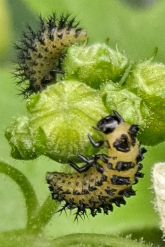 Henosepilachna argus