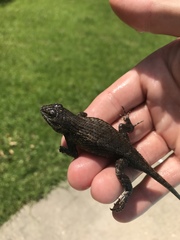 Sceloporus undulatus