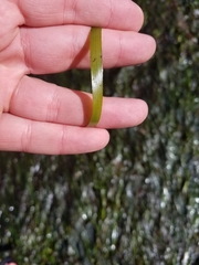 Phyllospadix serrulatus