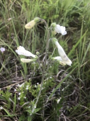 Penstemon tenuiflorus