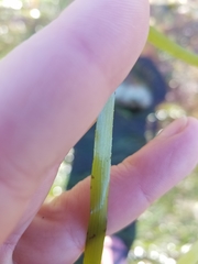 Phyllospadix serrulatus