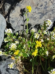 Draba grandis