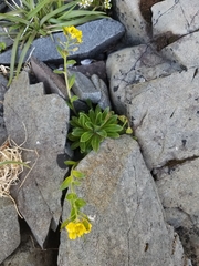 Draba grandis