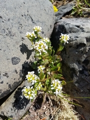 Cochlearia groenlandica