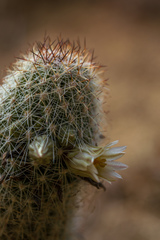 Mammillaria phitauiana