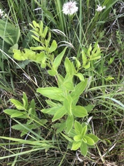Lithospermum decipiens