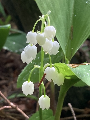 Convallaria majalis