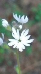 Lithophragma parviflorum