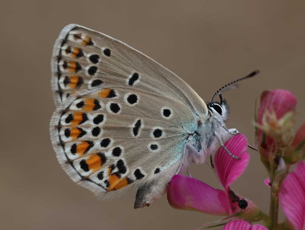 Anatolian Zephyr Blue