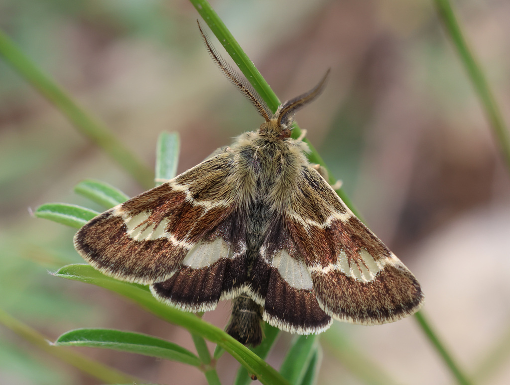 Tretopteryx pertusalis