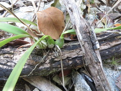Encyclia