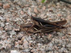 Stenocatantops mistshenkoi