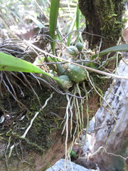 Encyclia