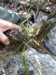 Encyclia
