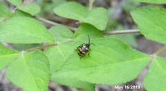 Gallerucida bifasciata