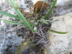Encyclia