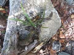 Encyclia