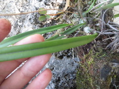 Encyclia