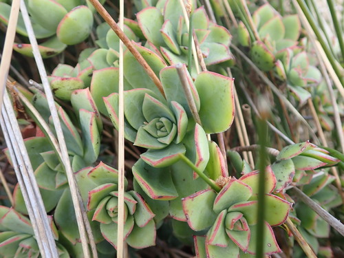 Image of Aeonium haworthii by (c) Lisa Bennett, some rights reserved (CC BY)