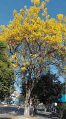 Handroanthus chrysanthus