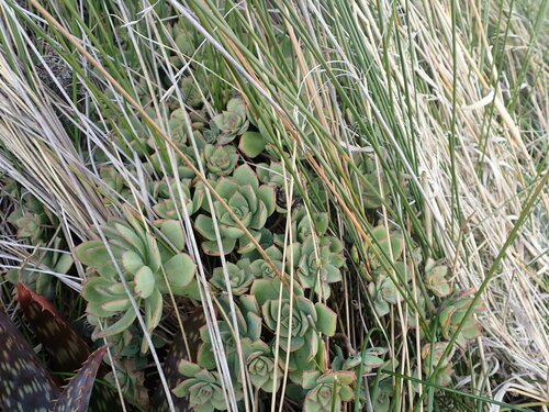 Image of Aeonium haworthii by (c) Lisa Bennett, some rights reserved (CC BY)
