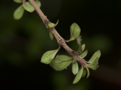 Coprosma dumosa