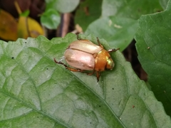 Mimela testaceoviridis