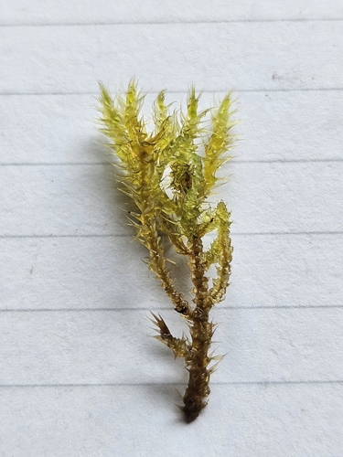 Image of Campylium stellatum by (c) Helen Waterman, some rights reserved (CC BY)