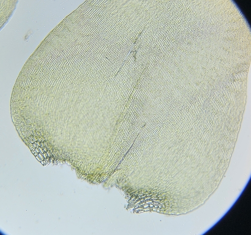 Image of Campylium stellatum by (c) Helen Waterman, some rights reserved (CC BY)